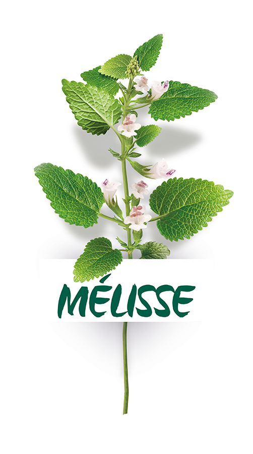 Herbier Mélisse